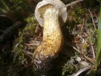 Gelbfleischiger Lärchenröhrling, Foto 8