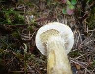 Gelbfleischiger Lärchenröhrling, Foto 10
