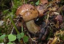 Gelbfleischiger Ritterling, Foto 13
