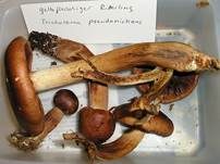 Gelbfleischiger Ritterling, Foto 19