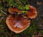 Gelbfleischiger Ritterling, Foto 24