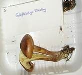 Gelbfleischiger Ritterling, Foto 8