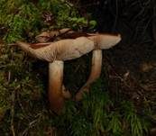 Gelbfleischiger Ritterling, Foto 10
