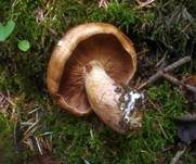 Gelbfleischiger Ritterling, Foto 11