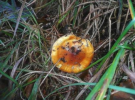 Gelbflockiger Schleimkopf, Foto 4
