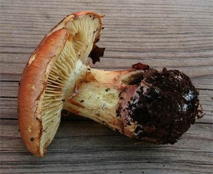 Gelbflockiger Schleimkopf, Foto 5