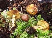 Gelbflockiger Schleimkopf, Foto 7