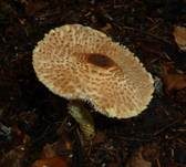 Gelbflockiger Wollstielschirmling, Foto 15