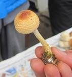 Gelbflockiger Wollstielschirmling, Foto 19