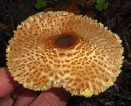 Gelbflockiger Wollstielschirmling, Foto 21