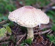 Gelbflockiger Wollstielschirmling, Foto 33