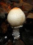 Gelbflockiger Wollstielschirmling, Foto 36