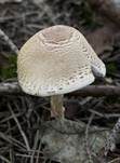 Gelbflockiger Wollstielschirmling, Foto 37