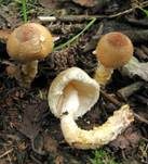 Gelbflockiger Wollstielschirmling, Foto 39