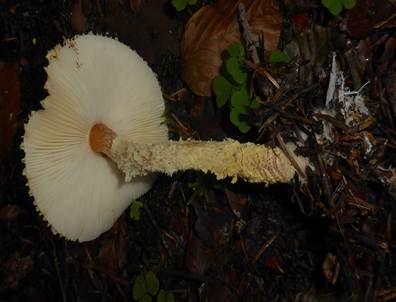Gelbflockiger Wollstielschirmling, Foto 7
