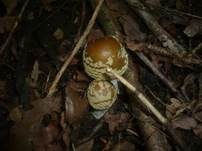 Gelbflockiger Wulstling, Foto 12