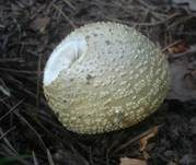Gelbflockiger Wulstling, Foto 13