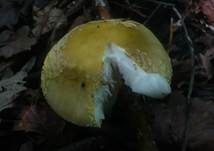 Gelbflockiger Wulstling, Foto 14
