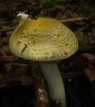 Gelbflockiger Wulstling, Foto 17