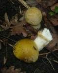 Gelbflockiger Wulstling, Foto 18