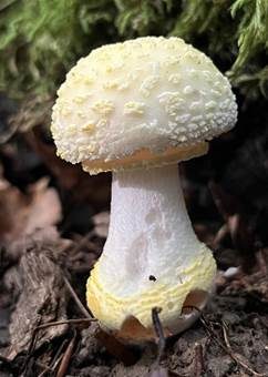 Gelbflockiger Wulstling, Foto 4