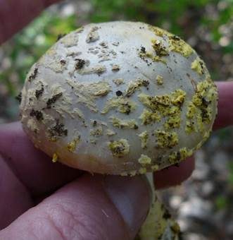 Gelbflockiger Wulstling, Foto 5