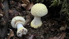 Gelbflockiger Wulstling, Foto 6