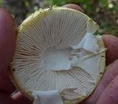 Gelbflockiger Wulstling, Foto 7