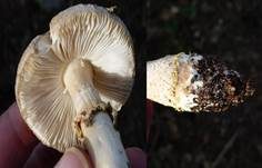 Gelbflockiger Wulstling, Foto 8