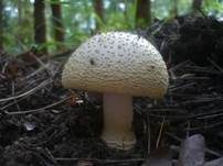 Gelbflockiger Wulstling, Foto 11
