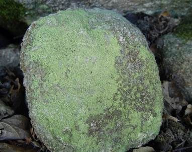 Gelbfrüchtige Schwefelflechte, Foto 3