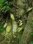 Gelbfrüchtige Schwefelflechte, Foto 12
