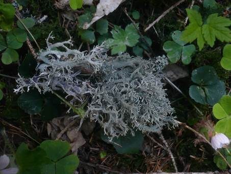 Baummoosflechte, Foto 2