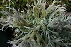 Baummoosflechte, Foto 4