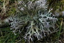 Baummoosflechte, Foto 6