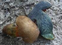 Gelbfüßiger Hexenröhrling, Foto 8