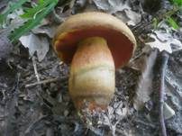 Gelbfüßiger Hexenröhrling, Foto 9