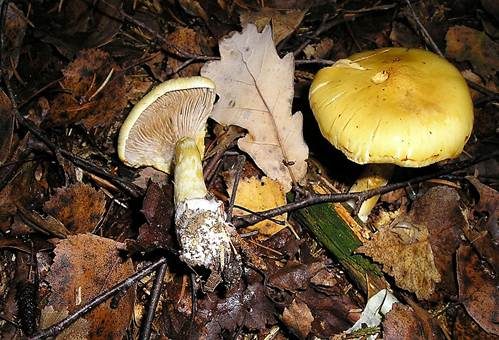 Gelbgegürtelter Schleimkopf, Foto 4
