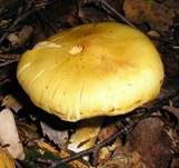 Gelbgegürtelter Schleimkopf, Foto 6