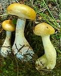 Gelbgegürtelter Schleimkopf, Foto 8