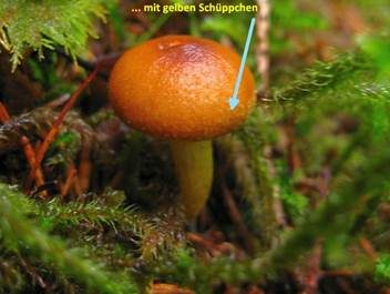 Gelbgeschmückter Raukopf, Foto 2