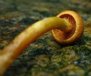 Gelbgeschmückter Raukopf, Foto 3
