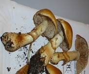Gelbgestiefelter Schleimkopf, Foto 14