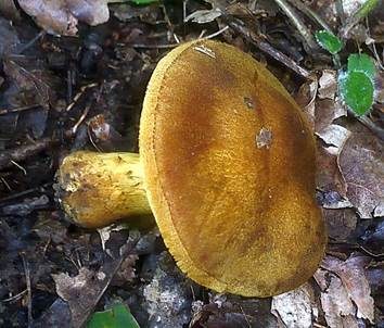 Gelbgolder Raukopf, Foto 3