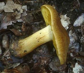 Gelbgolder Raukopf, Foto 4