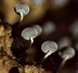 Gelbgraues-Stielkügelchen, Foto 7