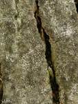 Baumrindenbecherflechte, Foto 7