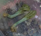 Gelbgrüne Erdzunge, Foto 5
