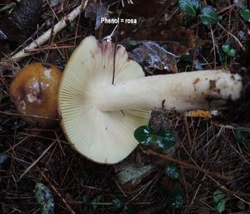 Gelbgrüner Ledertäubling, Foto 3