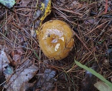 Gelbgrüner Ledertäubling, Foto 6